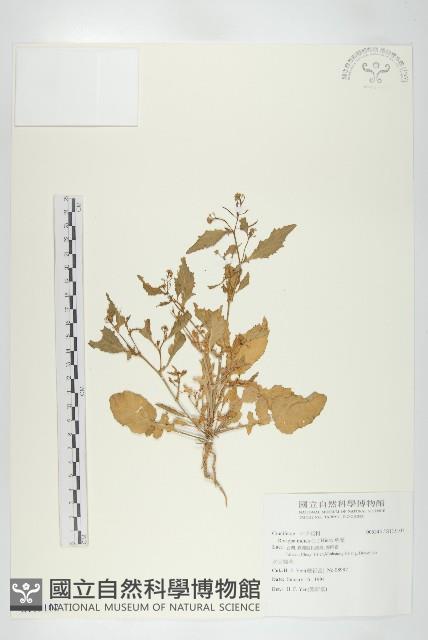 葶藶藏品圖，第1張