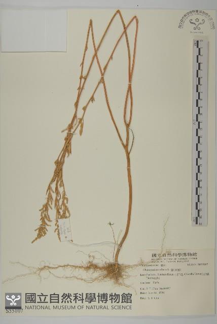 Pigweed,Lamb's quarters goosefoot Collection Image, Figure 1, Total 2 Figures