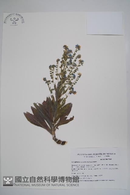 Chinese forget-me-not Collection Image, Figure 1, Total 2 Figures