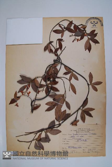 台灣白花藤藏品圖，第1張