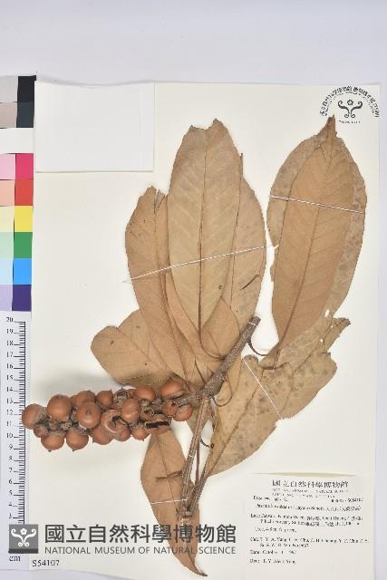 大葉石櫟、大葉校栗藏品圖，第1張