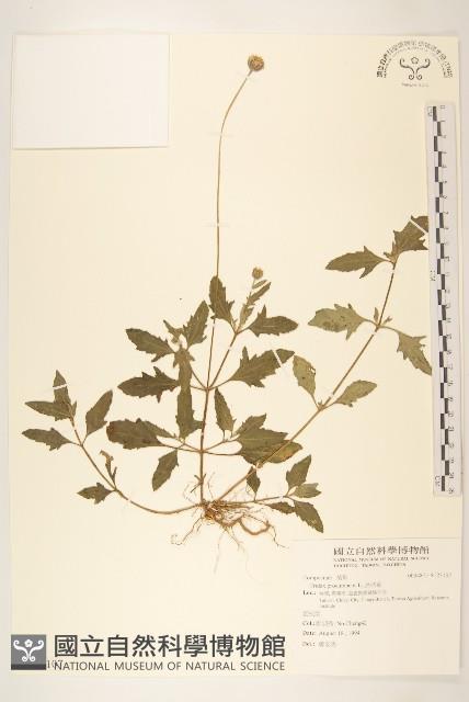 長柄菊藏品圖，第1張