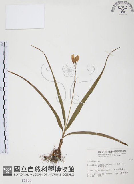 臺灣白及藏品圖，第1張