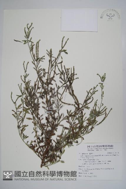 伏毛天芹菜藏品圖，第1張