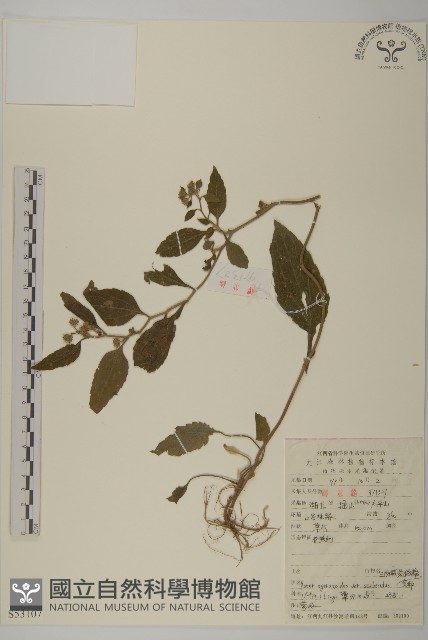 微糙三脈紫菀藏品圖，第1張