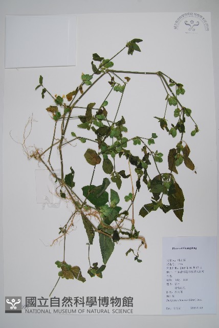 華九頭獅子草藏品圖，第1張
