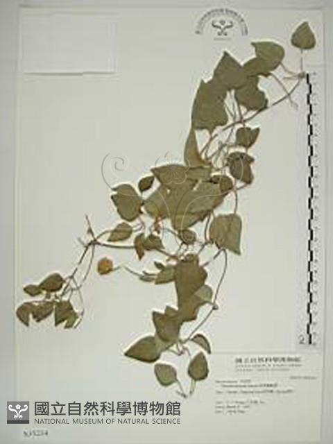 屏東鐵線蓮藏品圖，第1張