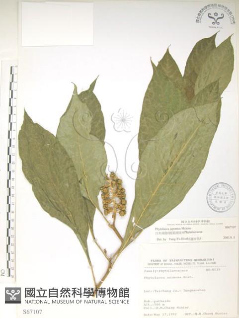 日本商陸、圓果商陸藏品圖，第1張