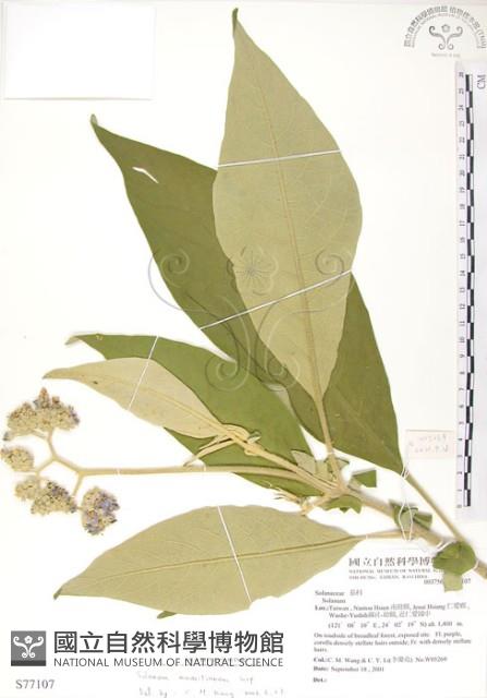 野煙樹藏品圖，第1張