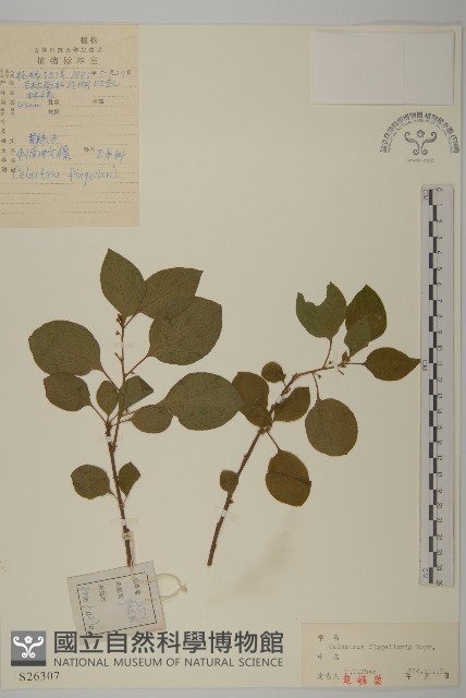 刺苞南蚊藤藏品圖，第1張