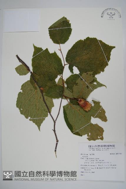 登錄號:S092307藏品圖，第1張