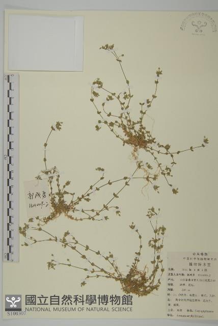 無心菜、鵝不食草藏品圖，第1張