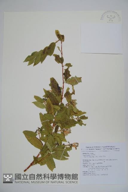 阿里山忍冬、漸尖葉忍冬藏品圖，第1張