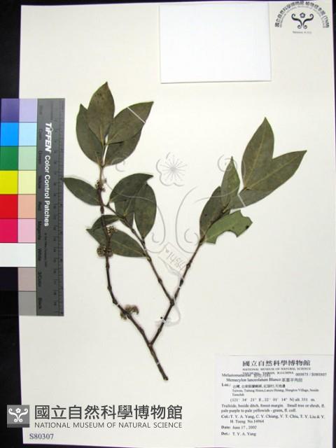 革葉羊角扭、細脈榖木藏品圖，第1張