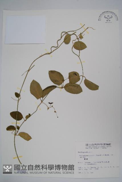 鷗蔓藏品圖，第1張