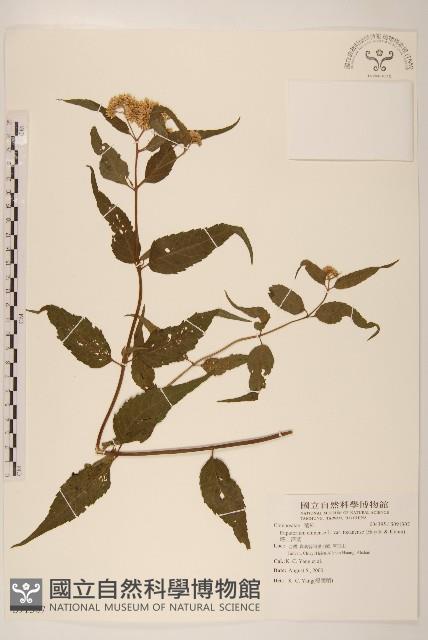 塔山澤蘭藏品圖，第1張