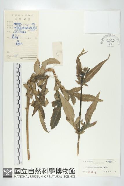 川續斷藏品圖，第1張