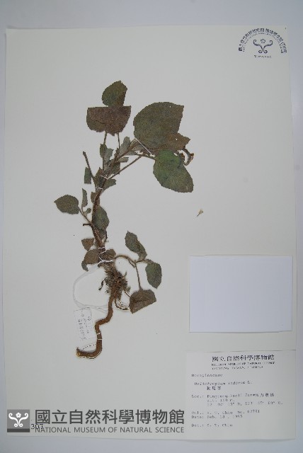 狗尾草藏品圖，第1張