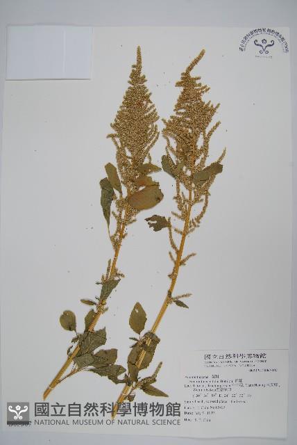 青莧藏品圖，第1張