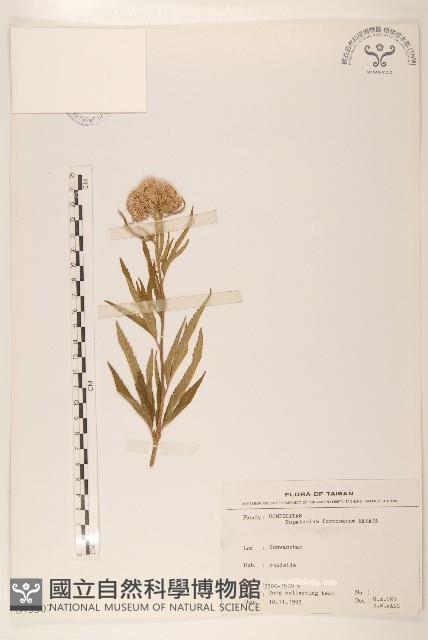 臺灣澤蘭藏品圖，第1張