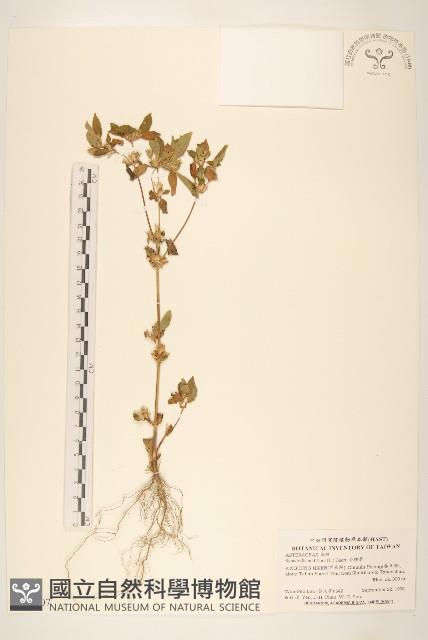 金腰箭藏品圖，第1張