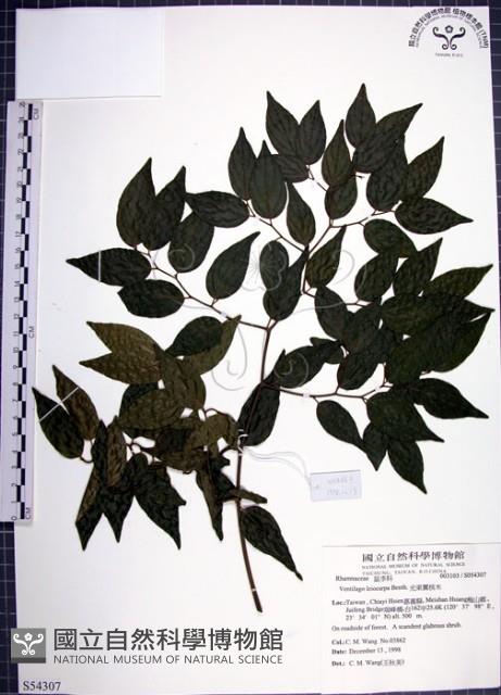 光果翼核木藏品圖，第1張