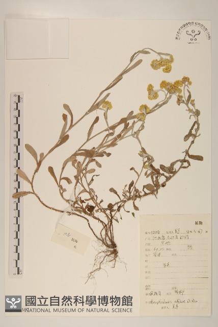 鼠麴草藏品圖，第1張