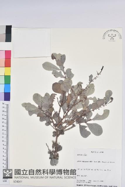 登錄號:S034307藏品圖，第1張