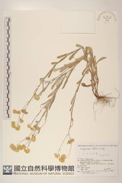 鼠麴草藏品圖，第1張