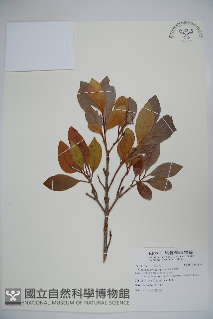 珊瑚樹藏品圖，第1張