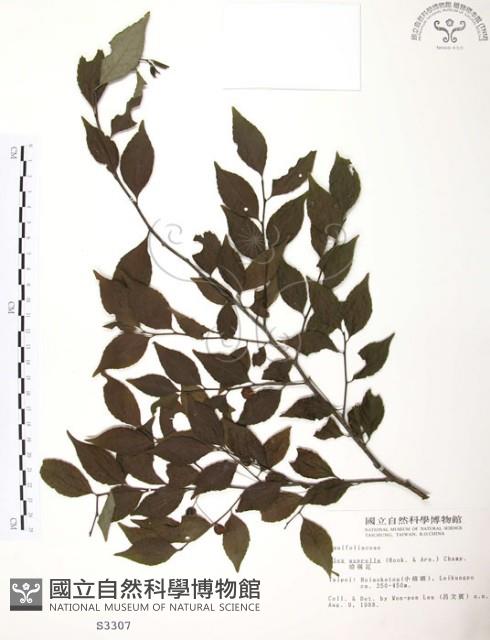 燈稱花、烏雞骨藏品圖，第1張