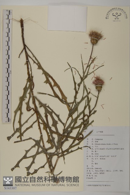 華薊藏品圖，第1張
