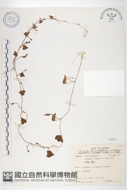 野牽牛藏品圖，第1張