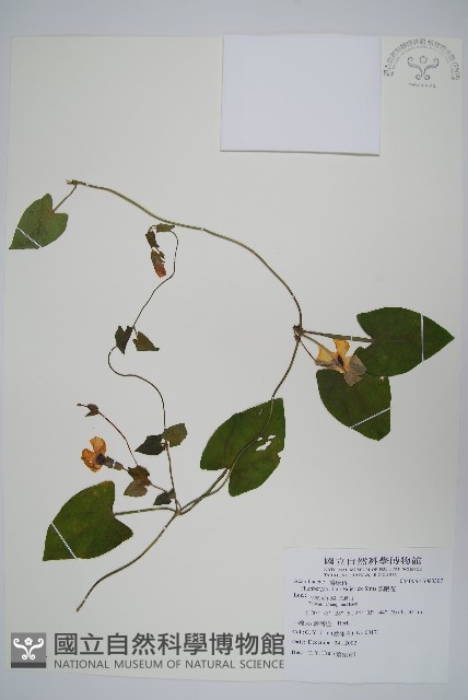 黑眼花藏品圖，第1張