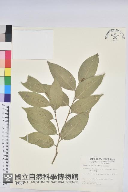 南仁鐵色藏品圖，第1張