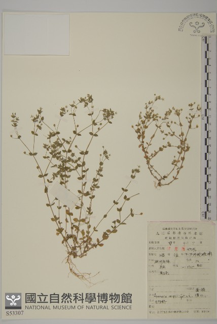 鐵莧菜藏品圖，第1張
