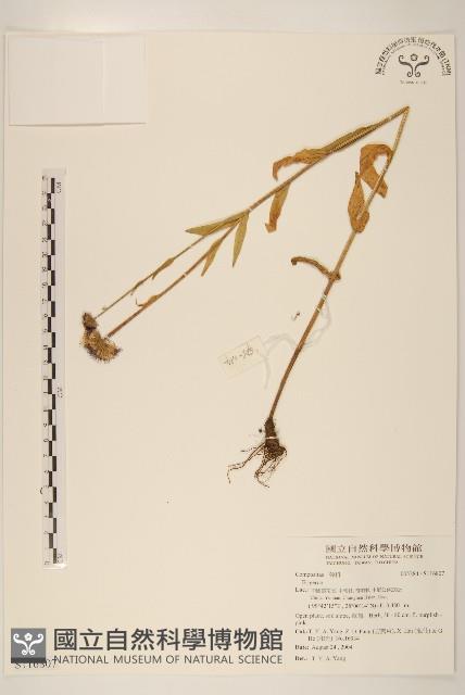 登錄號:S116807藏品圖，第1張