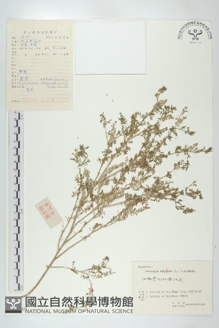 臭濱芥、臭薺藏品圖，第1張