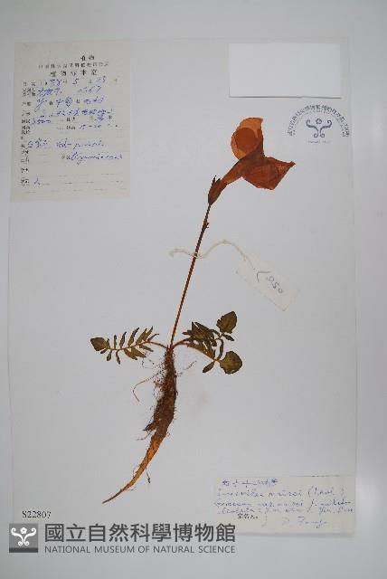 多小葉雞肉參藏品圖，第1張