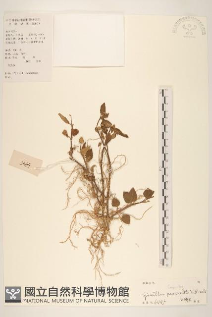 金鈕釦藏品圖，第1張