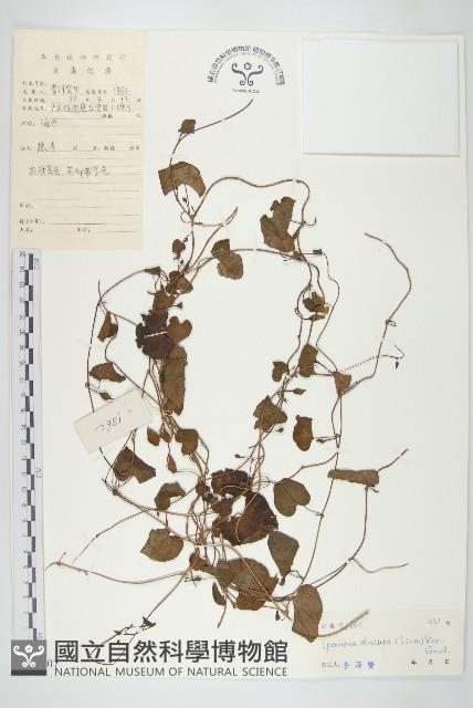 野牽牛藏品圖，第1張