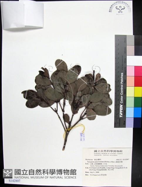 疏脈赤楠藏品圖，第1張