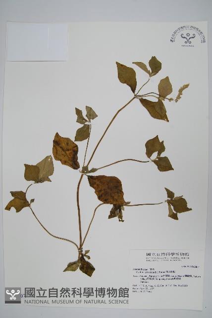 假川牛膝藏品圖，第1張