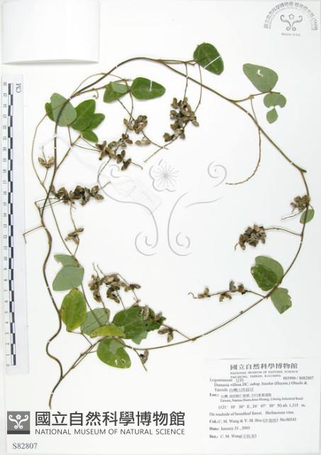 台灣山黑扁豆藏品圖，第1張