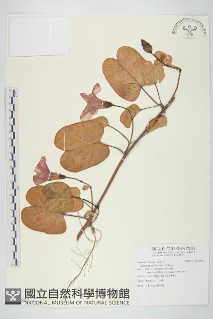 登錄號:S120807藏品圖，第1張