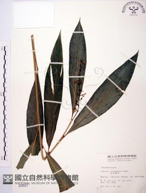 山月桃藏品圖，第1張