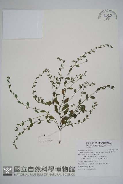 細纍子草藏品圖，第1張