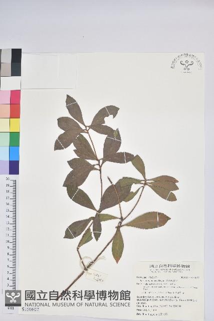 臺灣馬醉木藏品圖，第1張