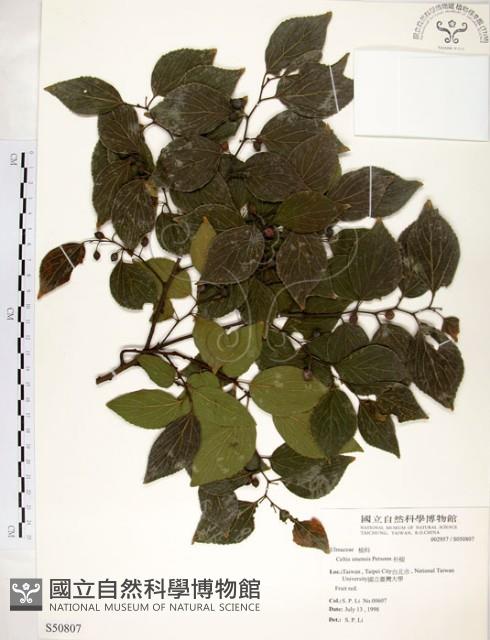 朴樹藏品圖，第1張