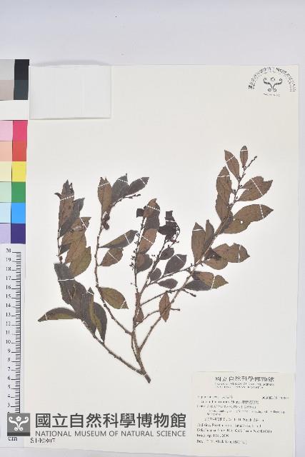 細葉饅頭果藏品圖，第1張